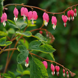 Egrow,10Pcs,Dicentra,Spectabilis,Seeds,Bleeding,Heart,Garden,Plant,Flowers