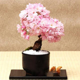 Egrow,Sakura,Seeds,Sakura,Cherry,Blossom,Garden,Flower,Bonsai,Indoor,Flowers,Plants