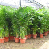 Egrow,Potted,Bamboo,Seeds,Decoration,Areca,Bonsai,Butterfly,Plants,Bonsai