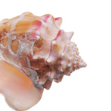 Shell,Conch,Natural,Coral,Ocean,Beach,Ornament,Craft,Decor