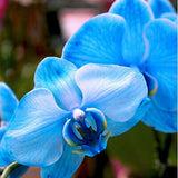 Egrow,Phalaenopsis,Orchid,Seeds,Bonsai,Plants,Flowers,Seeds,Garden,Plants