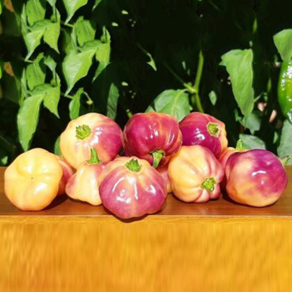 Egrow,Eggplant,Seeds,Purple,Peach,Fruit,Chili,Pepper,Organic,Vegetable,Garden,Plant