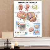 60x80cm,Anatomy,Brain,Poster,Anatomical,Cloth,Chart,Human,Midcal,Educational,Decor
