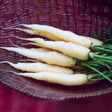 Egrow,Colorful,Carrot,Seeds,White,Purple,Origanic,Healthy,Vegetable,Plant