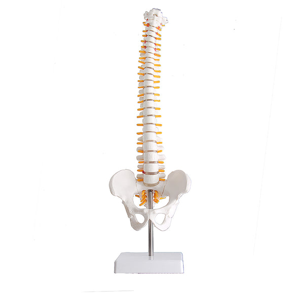 Lifesize,Human,Vertebral,Column,Model,Spine,Anatomy,Model,Vertebrae,Skeleton,Nerves,Medical,Model