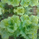 Egrow,Italian,Lettuce,Seeds,Green,Healthy,Vegetable,Seeds,Seasons,Super