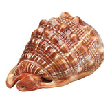 Natural,Bull's,mouth,Helmet,Conch,Shell,Coral,Snail,FishTank,Adorn,Ornament,Decorations