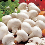 Egrow,White,Mushroom,Seeds,Edible,Healthy,Vegetable,Seeds,Bonsai,Plant,Seeds