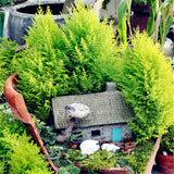 Egrow,Italian,Cypress,Seeds,Cupressus,Sempervirens,Garden,Bonsai,Planting,Seeds