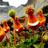 Egrow,Calceolaria,Uniflora,Flower,Seeds,Alpine,Vegetation,Seeds