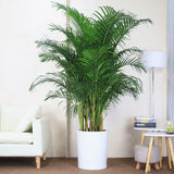 Egrow,Chrysalidocarpus,Lutescens,Plant,Seeds,Decoration,Areca,Indoor,Butterfly,Bonsai