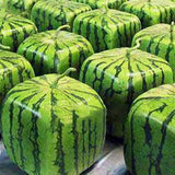 Egrow,Square,Watermelons,Seeds,Garden,Simple,Geometric,Sweet,Fruit,Plants