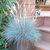 100Pcs,Fescue,Grass,Seeds,Perennial,Hardy,Ornamental,Grass,Garden