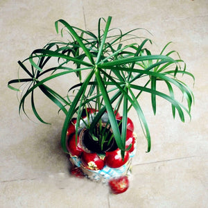 Egrow,Cyperus,Seeds,Cyperus,Alternifolius,Bonsai,Water,Aquatic,Pltion,Bonsai,Beauty,Hydroponics,Plant,Bonsai