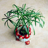 Egrow,Cyperus,Seeds,Cyperus,Alternifolius,Bonsai,Water,Aquatic,Pltion,Bonsai,Beauty,Hydroponics,Plant,Bonsai