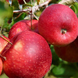 Egrow,Apple,Seeds,Redlove,Apple,Fruit,Garden,Planting