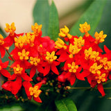 Egrow,Milkweed,Seeds,Asclepias,Curassavica,Flower,Bonsai,Garden,Plant