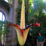 Egrow,Corpse,Flower,Seeds,Beautiful,Flower,Indonesia,World's,Largest,Flower