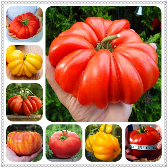 Egrow,Giant,Tomato,Seeds,Plants,Organic,Heirloom,Plants,Vegetables,Perennial,Plant,Garden,Planting