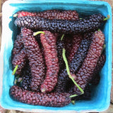 Egrow,Mulberry,Seeds,Mulberry,Bonsai,Mulberry,Pakistan,Fruit,Bonsai,Large,Super,Sweet,Garden