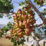 Egrow,Pistachios,Seeds,Garden,Outdoor,Fruit,Seeds,Planting