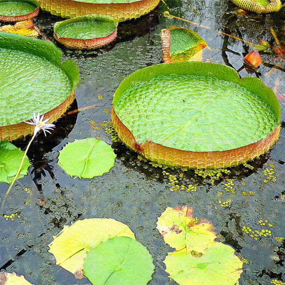 Egrow,Lotus,Seeds,Lotus,Bonsai,Giant,Water,Flower,Garden,Flower