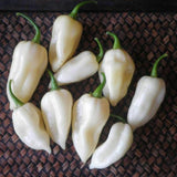 Egrow,White,Pepper,Seeds,Fruit,Chilli,Reaper,Vegetable,Garden,Plant