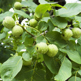 Egrow,Green,Walnut,Seeds,Chinese,Specialty,Green,Walnut,Seeds,Walnut,Seeds