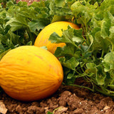 Egrow,Cantaloupe,Seeds,Yellow,Melon,Fruit,Garden,plant