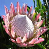 Egrow,Protea,Seeds,Protea,Cynaroides,Bonsai,Planting,Bonsai,Flower,Bonsai,Flower