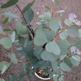 Egrow,Eucalyptus,Seeds,Bonsai,Aromatherapy,Tropical,Garden,plant