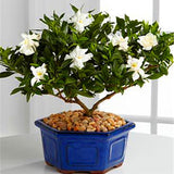 Egrow,Gardenia,Seeds,Garden,Potted,Bonsai,Amazing,Smell,Beautiful,Flowers,Plant