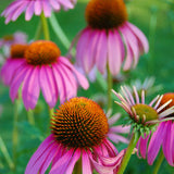 Egrow,Echinacea,Seeds,Purple,Coneflowe,Bonsai,Garden,Plant