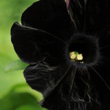 Egrow,100Pcs,Black,Petunia,Seeds,Bonsai,Flower,Seeds,Annual,Bonsai,Petunia