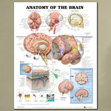 60x80cm,Anatomy,Brain,Poster,Anatomical,Cloth,Chart,Human,Midcal,Educational,Decor