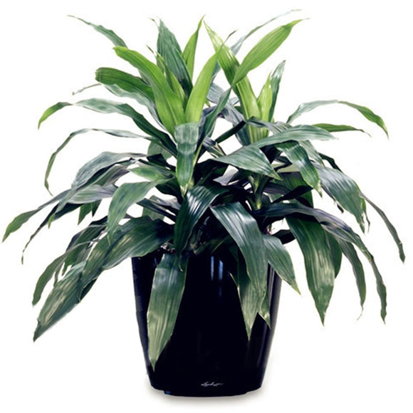 Egrow,Dracaena,Seeds,Cycas,Bonsai,Balcony,Potted,Dracaena,Garden,Decoartion