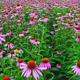 Egrow,Echinacea,Seeds,Purple,Coneflowe,Bonsai,Garden,Plant