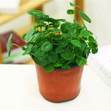 Egrow,Hydrocotyle,Verticillata,Seeds,Bonsai,Copper,Grass,Aquatic,Plants,Garden,Ornament,Water,Flower,Pilea,Plant