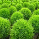 Egrow,Round,Cypress,Seeds,Summer,Cypress,Bonsai,Purify,Bonsai,Plant,Garden,Decoration