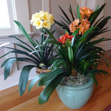 Egrow,Potted,Clivia,Seeds,China,Clivia,Potted,Flowers,Seedling,Outdoor,Bonsai,Balcony,Flower