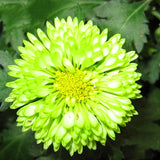 Egrow,Chrysanthemum,Seeds,Balcony,Potted,Green,Chrysanthemum,Flower,Garden,Beautiful,Potted,Plant,Bonsai