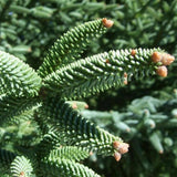 Egrow,Spanishfir,Seeds,Abies,Pinsapo,Garden,Plant