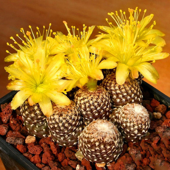 Egrow,Cacyus,Seeds,Cactus,Garden,Succulent,Plant,Plantas,Bonsai,Celestial,Flower,Planters,Flores