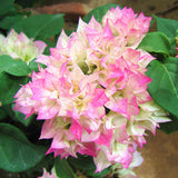 Egrow,Colorful,Bougainvillea,Flower,Seeds,Spectabilis,Willd,Plants,Perennial,Flower,Garden,Bonsai,Potted,Plant