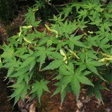 Egrow,Green,Maple,Seeds,Green,Maple,Semente,Plant,Palmatum,Chinese,Maple