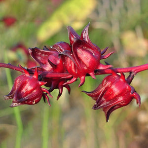 Roselle,Seeds,Hibiscus,Sabdariffa,Chinese,Flower,Bonsai,Plant,Garden,Seeds