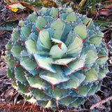 Egrow,Cacti,Agave,Seeds,Succulent,Plants,Indoor,Planta,Potted,Agave,Plants,Garden