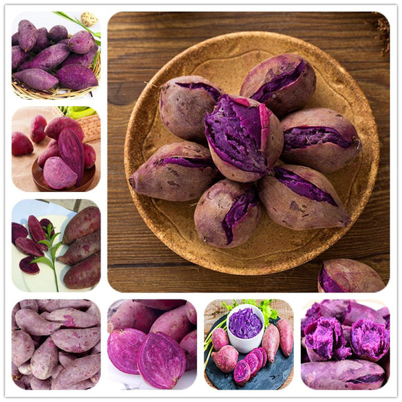 Egrow,Purple,Sweet,Potato,Seeds,Potato,Delicious,Green,Nutrition,Vegetables,Plant,Garden