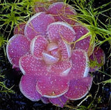 Egrow,Insectivorous,Plant,Seeds,Succulents,Dionaea,Muscipula,Venus,Flytrap,Bonsai