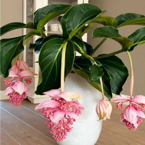 Egrow,Medinilla,Magnifica,Flower,Seeds,Beautiful,Bonsai,Plants,Garden,Decor